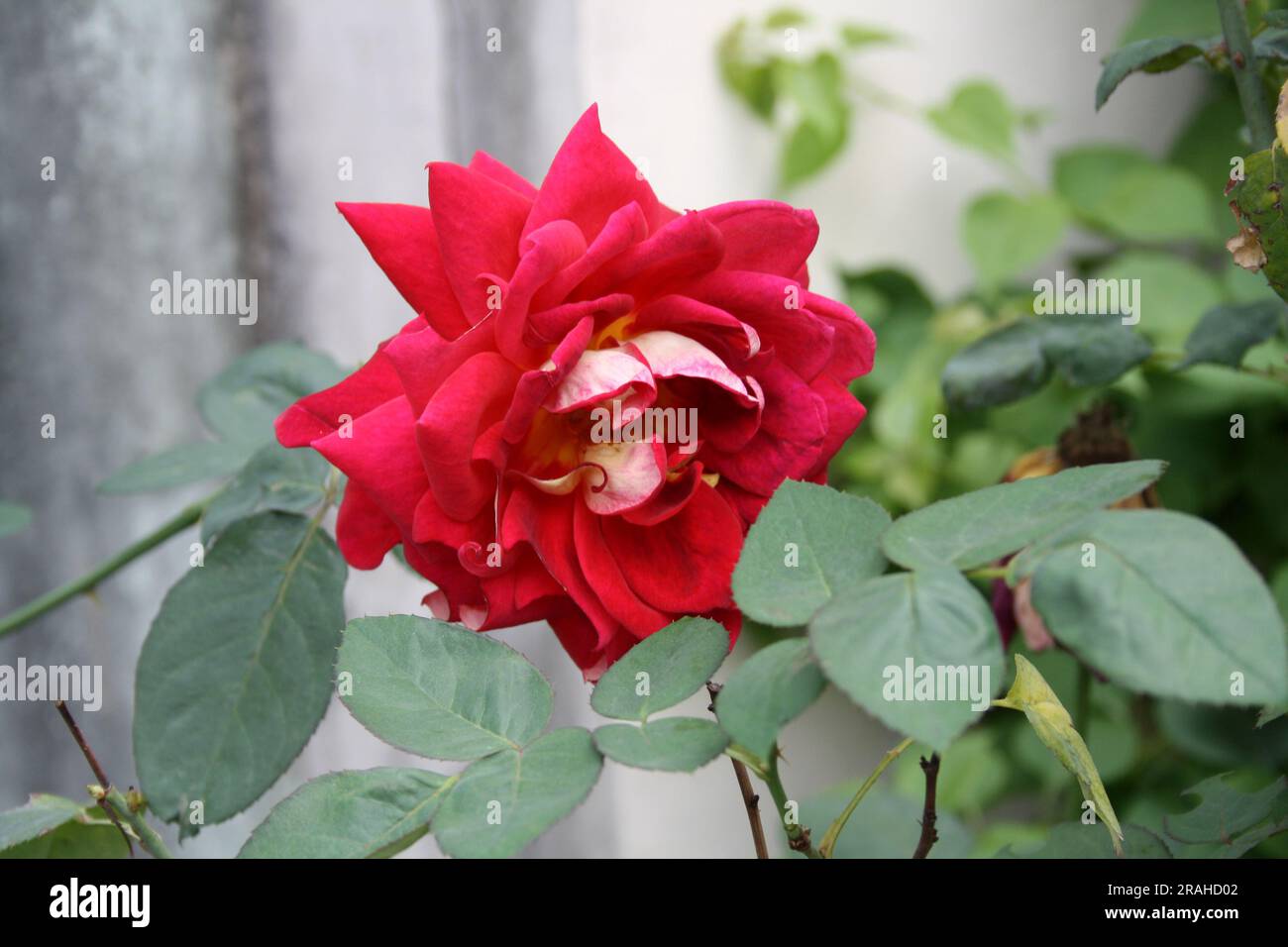 Rosa 'Double Delight' una varietà di rose ibride in un parco : (Pix Sanjiv Shukla) Foto Stock