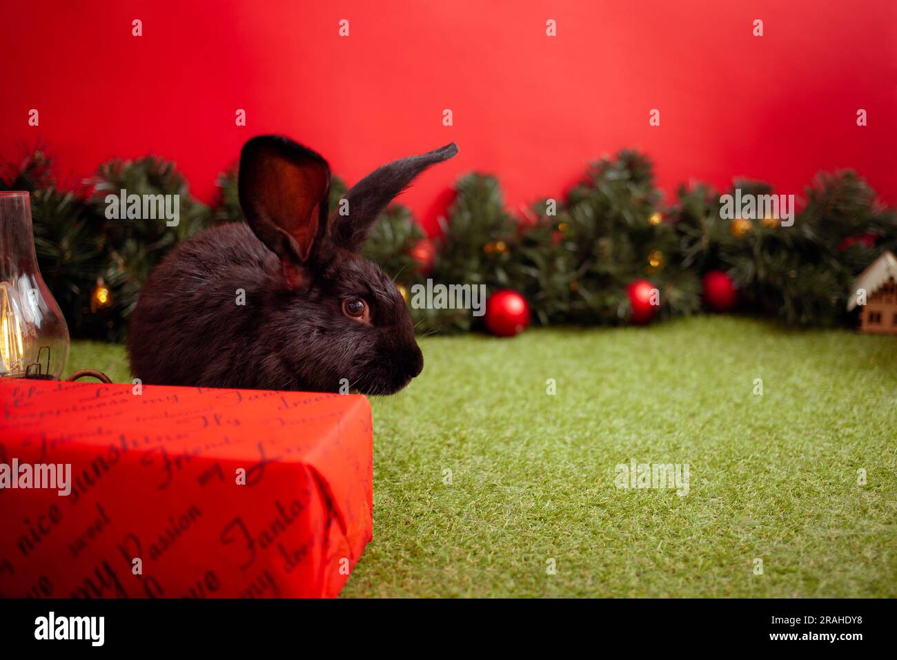 Nero coniglio simbolo 2023 calendario cinese, saluto di Capodanno, biglietto di Natale, spazio copia per il testo, sfondo rosso. bella lepre su banner, decorata Foto Stock