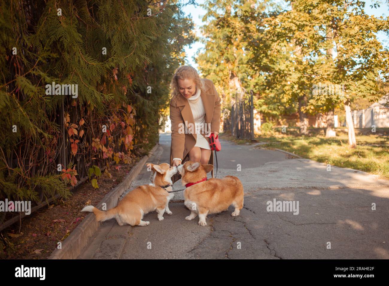 bella donna cammina con due cani corgi nel parco in autunno. Felice, sorridente, ritratto. si nutre di prelibatezze Foto Stock