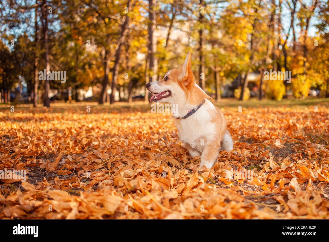 Il cane Corgi gioca nel parco, in strada, in foglie. Splendido paesaggio autunnale, cane allegro e felice. ritratto Foto Stock