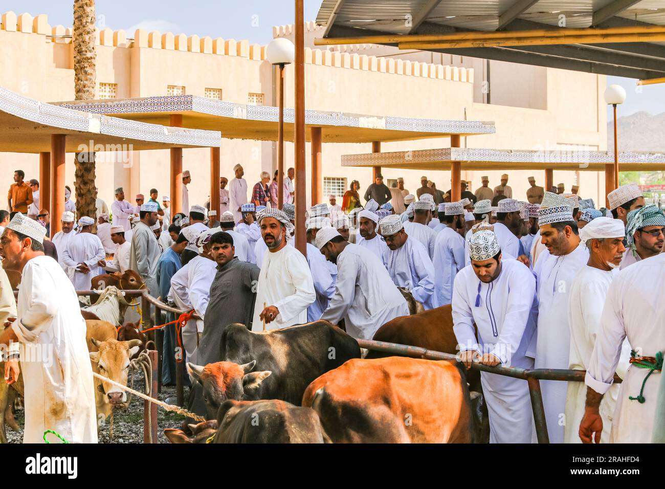 Molti uomini che indossano la vestaglia di Thawb commerciano bestiame al mercato delle capre di Nizwa araba, Oman, Penisola Araba, Asia Foto Stock