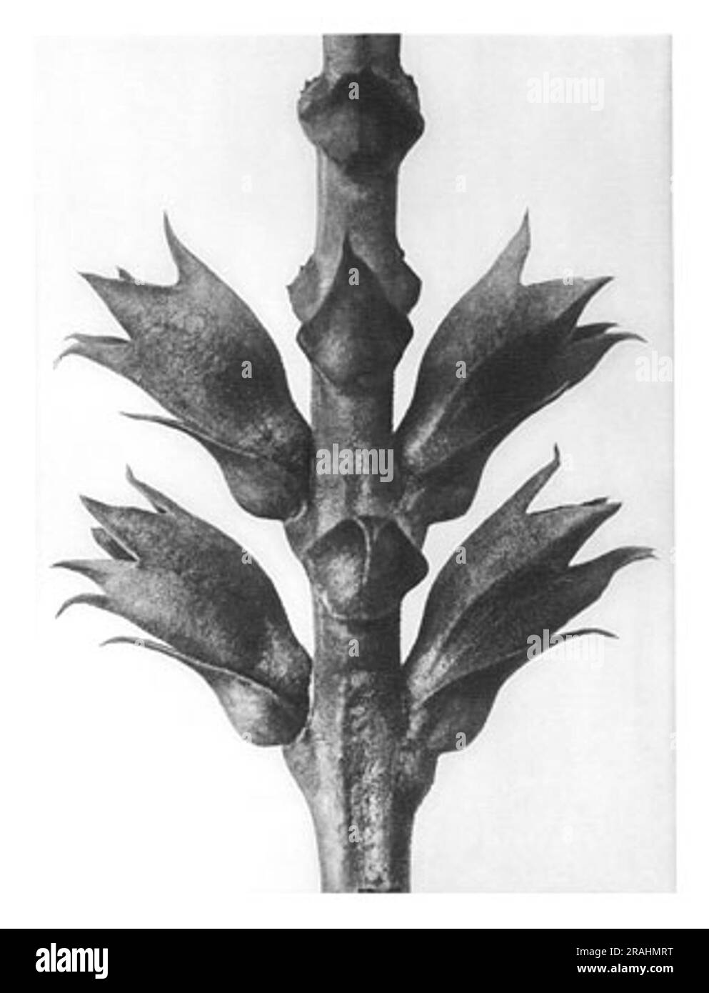 Forme d'arte in natura 24 1928 di Karl Blossfeldt Foto Stock