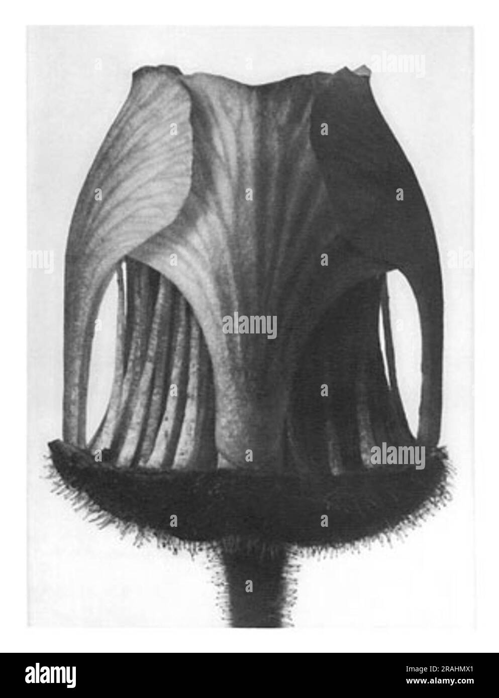 Forme d'arte in natura 12 1928 di Karl Blossfeldt Foto Stock