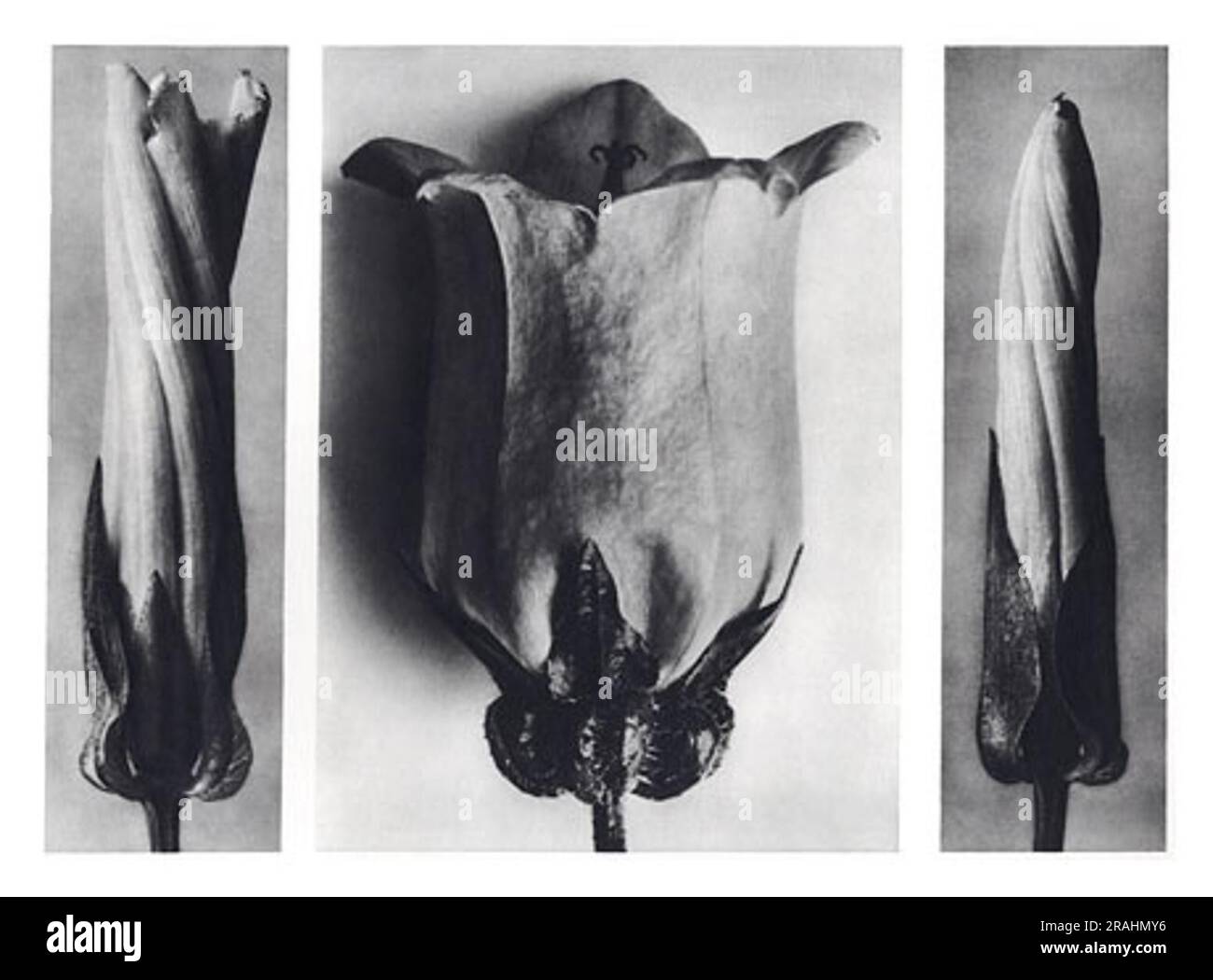 Art Forms in Nature 107 1928 di Karl Blossfeldt Foto Stock