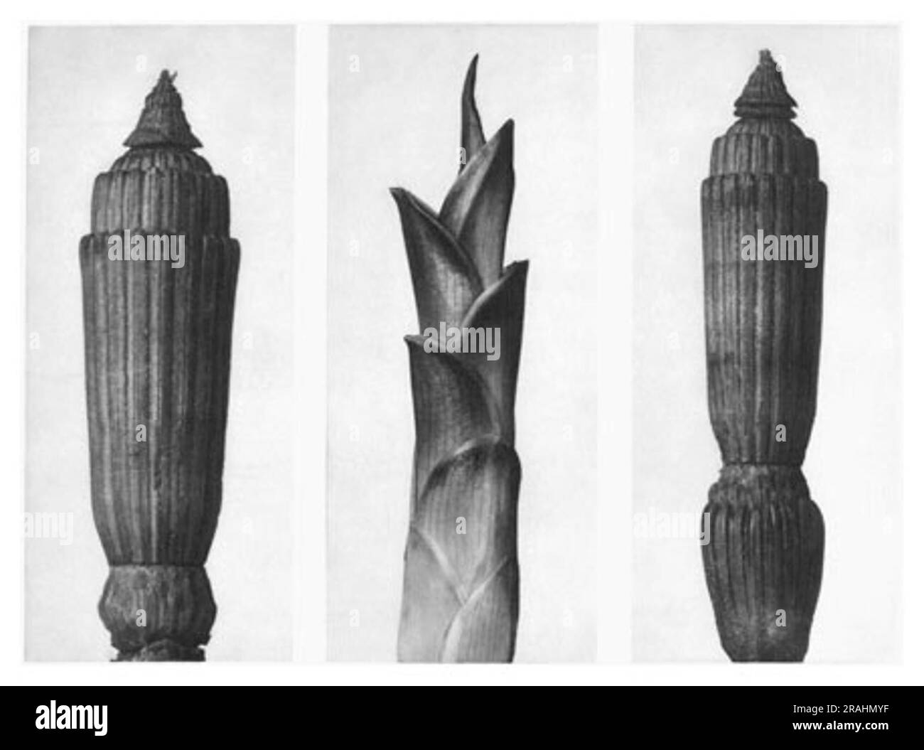 Forme d'arte in natura 7 1928 di Karl Blossfeldt Foto Stock