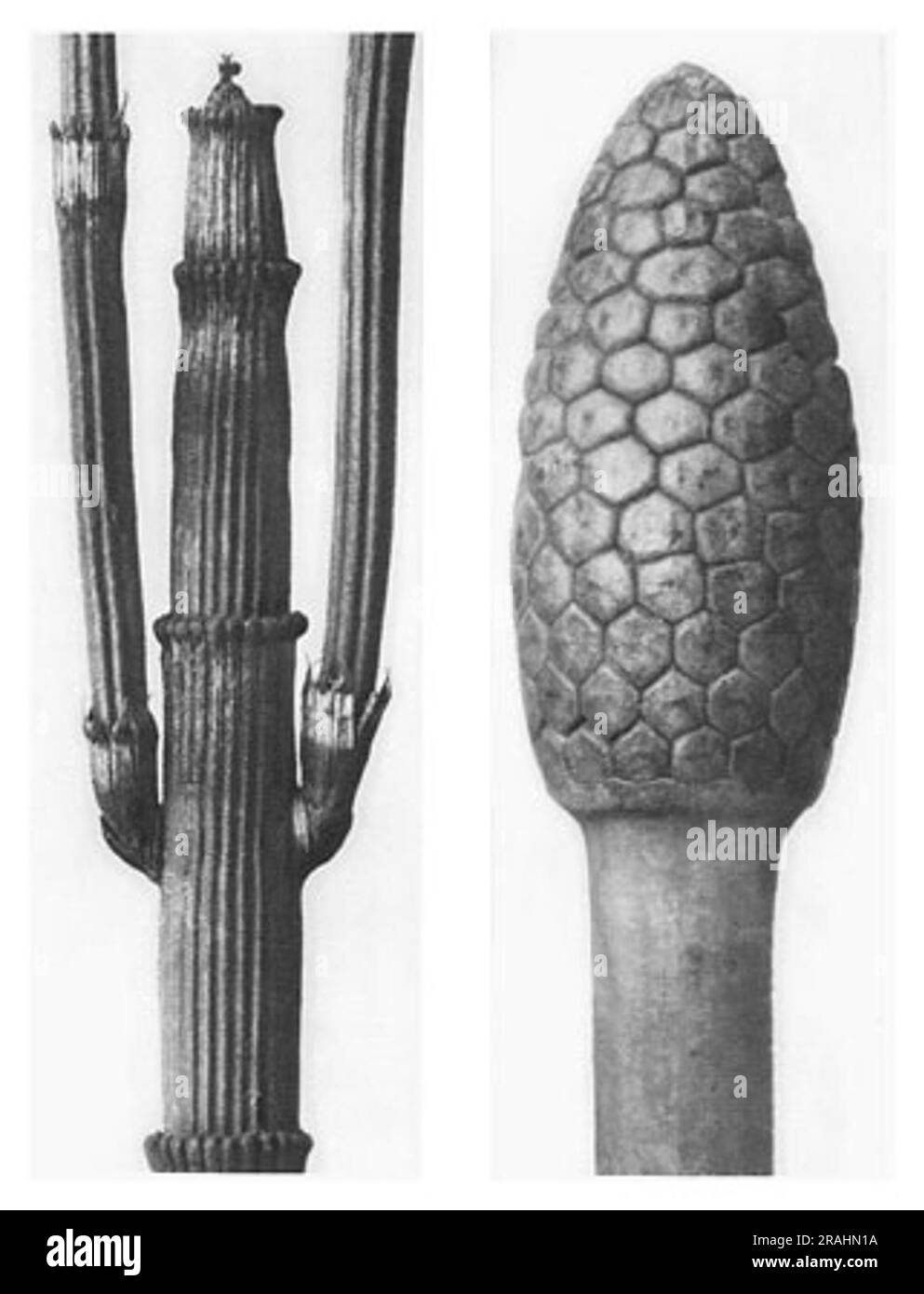 Forme d'arte in natura 6 1928 di Karl Blossfeldt Foto Stock