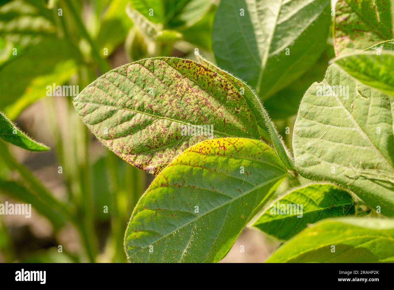 Primo piano della septoria delle foglie di soia Foto Stock