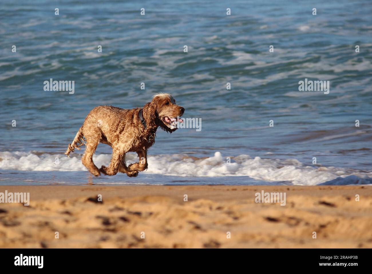 Cane Vizsla a pelo metallico che corre e gioca su una spiaggia sabbiosa. Foto di un piccolo cane marrone che corre su una spiaggia con tutti i piedi in aria. Foto Stock