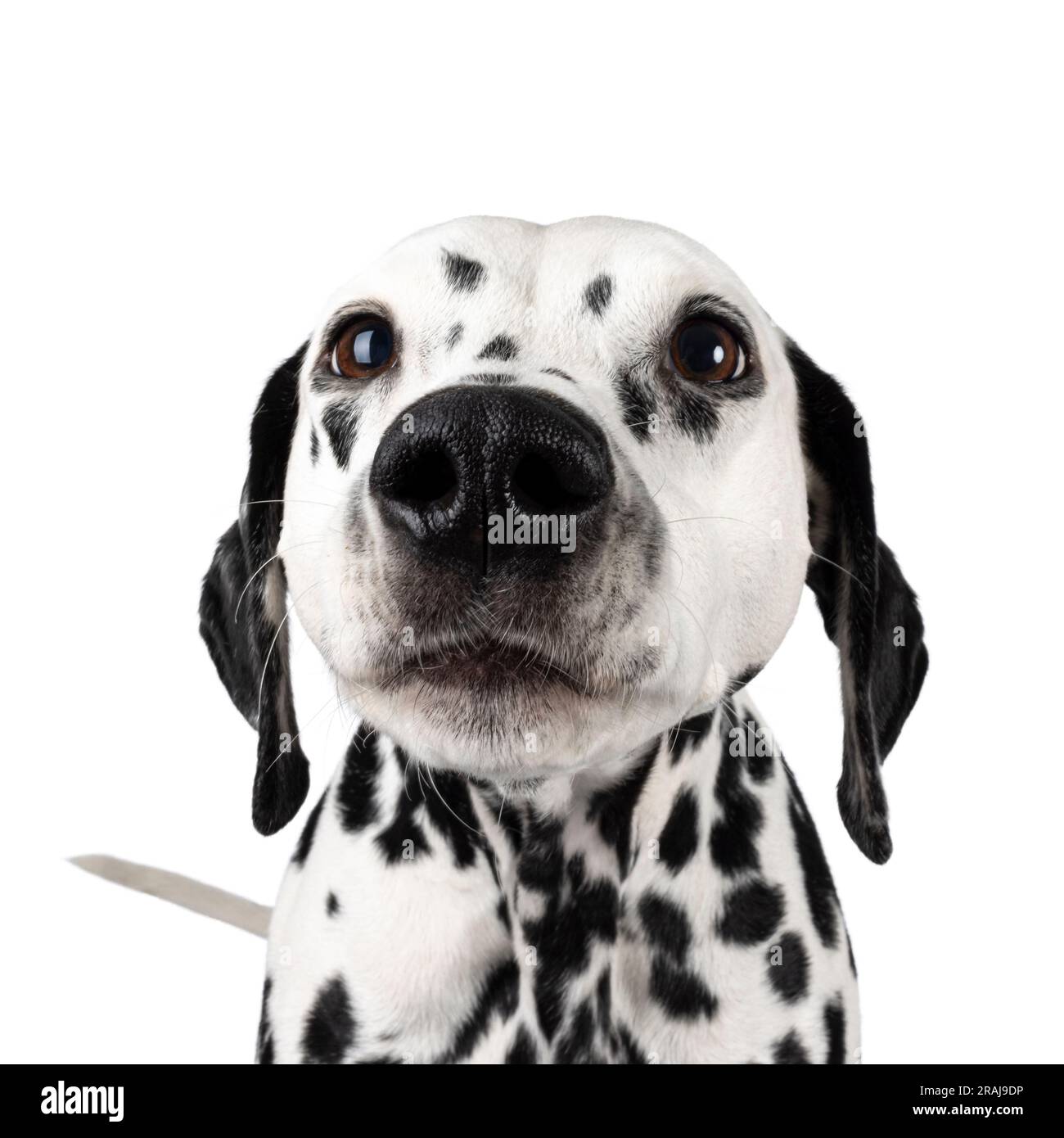 Colpo alla testa di Nosey e Curious Dalmation Dog. Isolato su sfondo bianco. Foto Stock