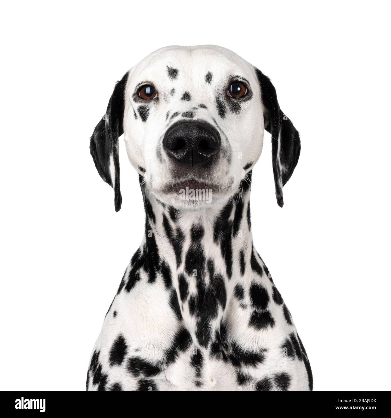 Colpo alla testa di un cane dalmata dall'aspetto serio, seduto di fronte. Guardando verso la fotocamera. Isolato su sfondo bianco. Foto Stock