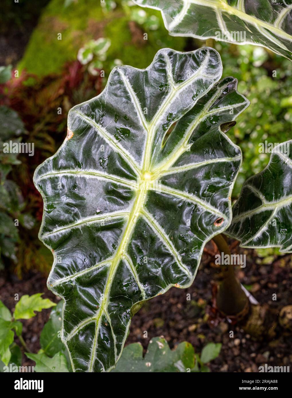 Primo piano astratto della foglia di una pianta di orecchie di elefante Alocasia Foto Stock