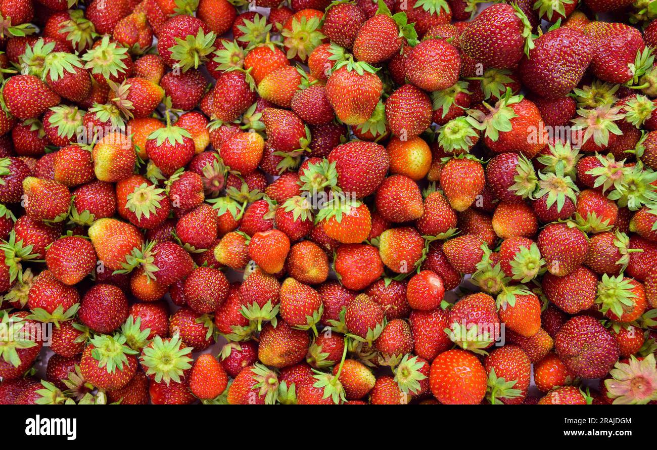 Fragola rossa fresca dall'aspetto naturale nel pacchetto. Foto Stock