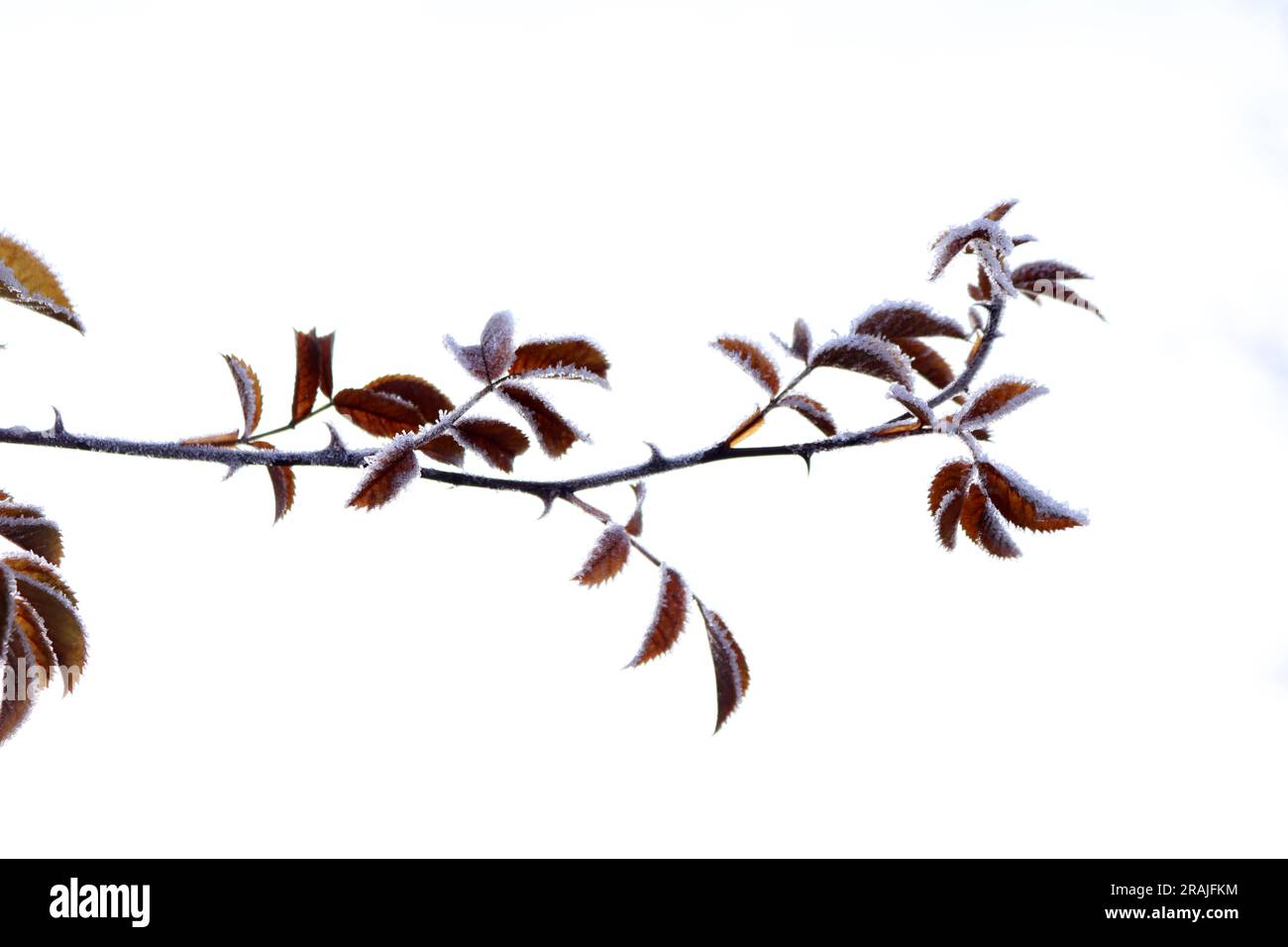 frost copriva una pianta spinosa Foto Stock