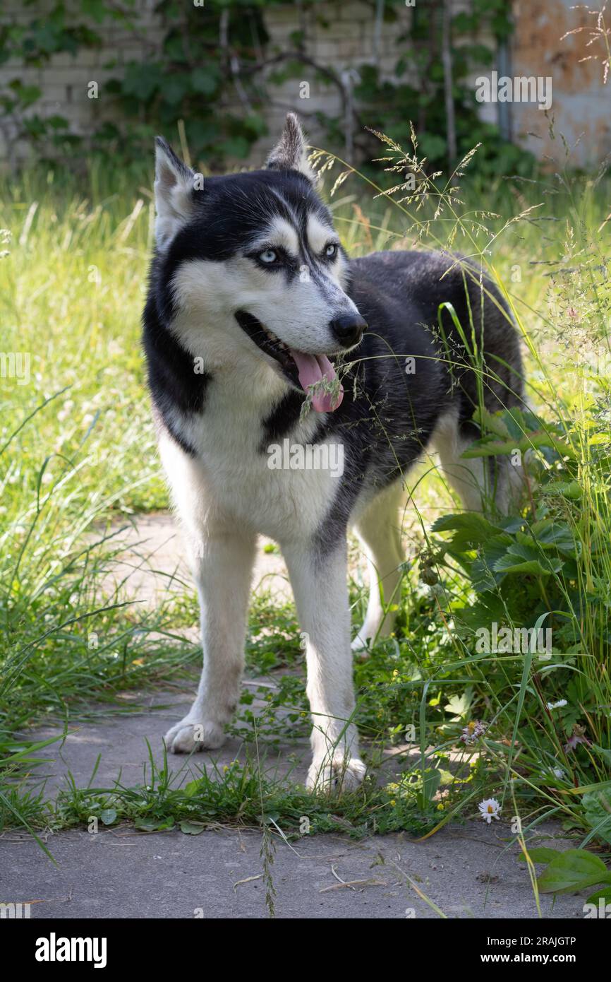 foto del cane che guarda lateralmente e si trova sul sentiero accanto all'erba Foto Stock