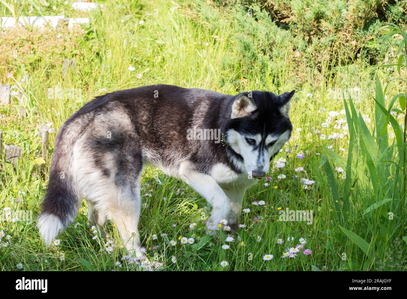 foto di un grande cane che cammina attraverso l'erba tra i fiori Foto Stock