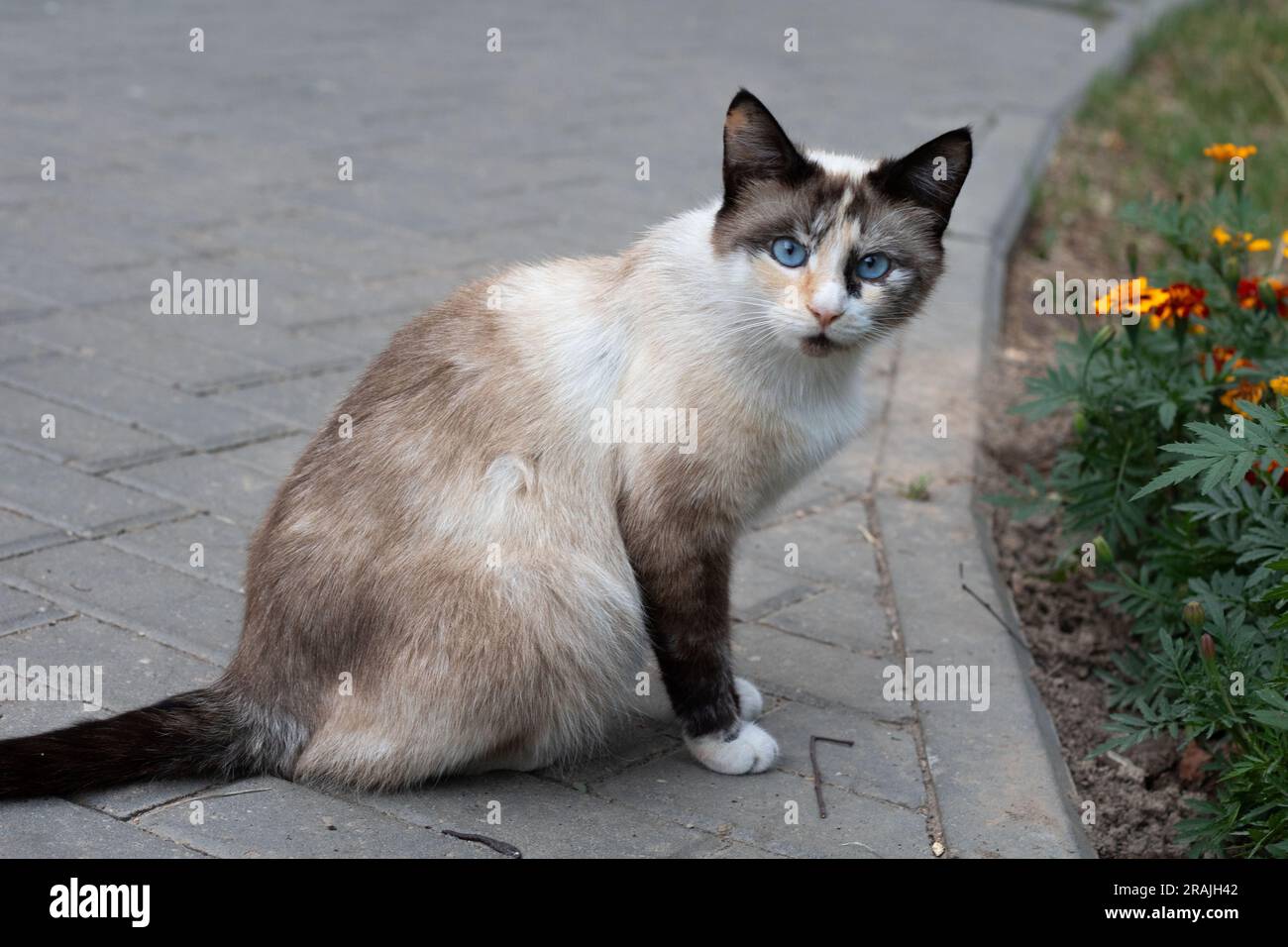 foto di un gatto che fissa intensamente di fronte a se stesso e seduto lateralmente Foto Stock