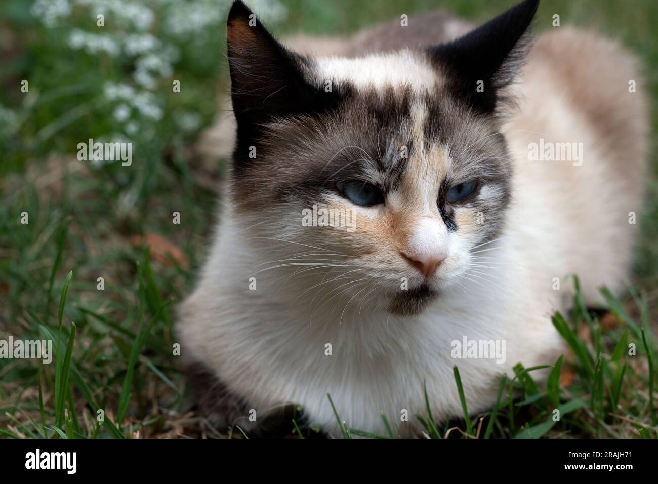 foto di un gatto sdraiato da vicino su un prato verde Foto Stock