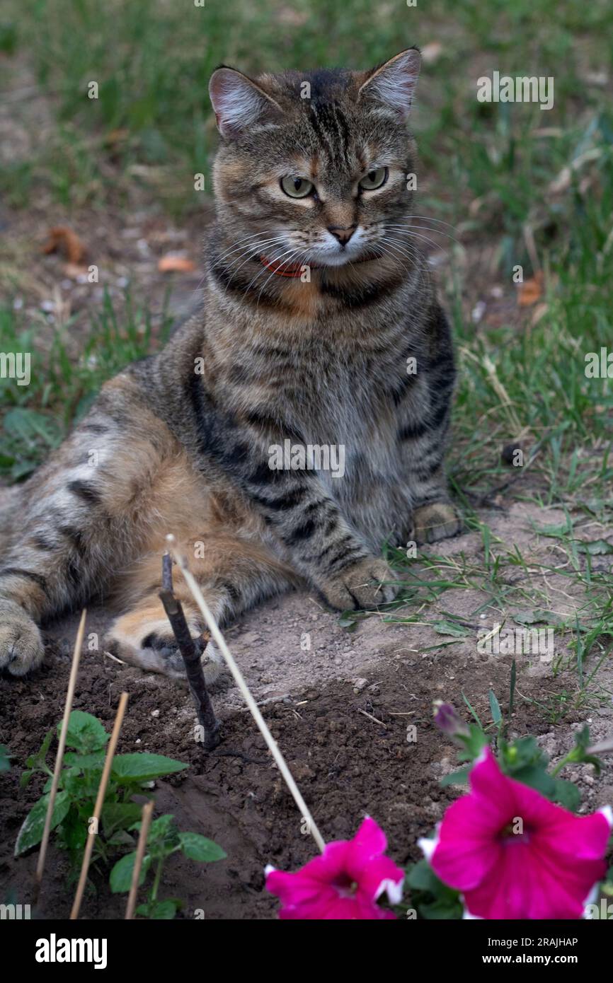foto di un gatto sdraiato sul suo lato sull'erba e che guarda in lontananza Foto Stock