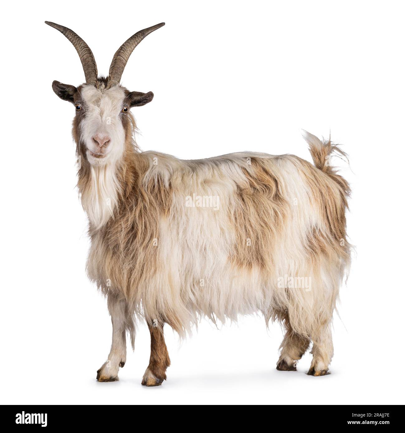 Dolce capra olandese marrone chiaro, in piedi lateralmente. La testa è girata e guarda la fotocamera. Isolato su sfondo bianco. Foto Stock