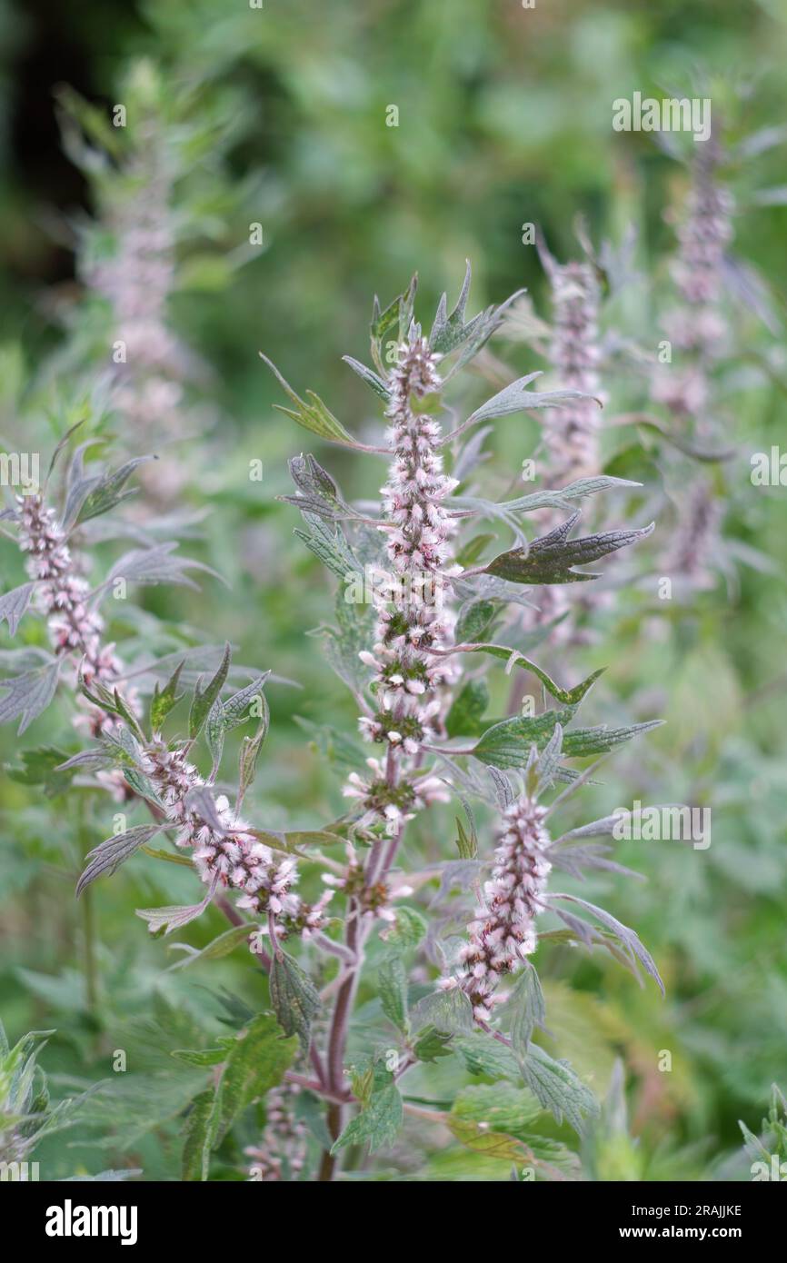 Leonurus cardiaca pianta. Erba madre con fiori rosa, gambo verde e foglie. Foto Stock