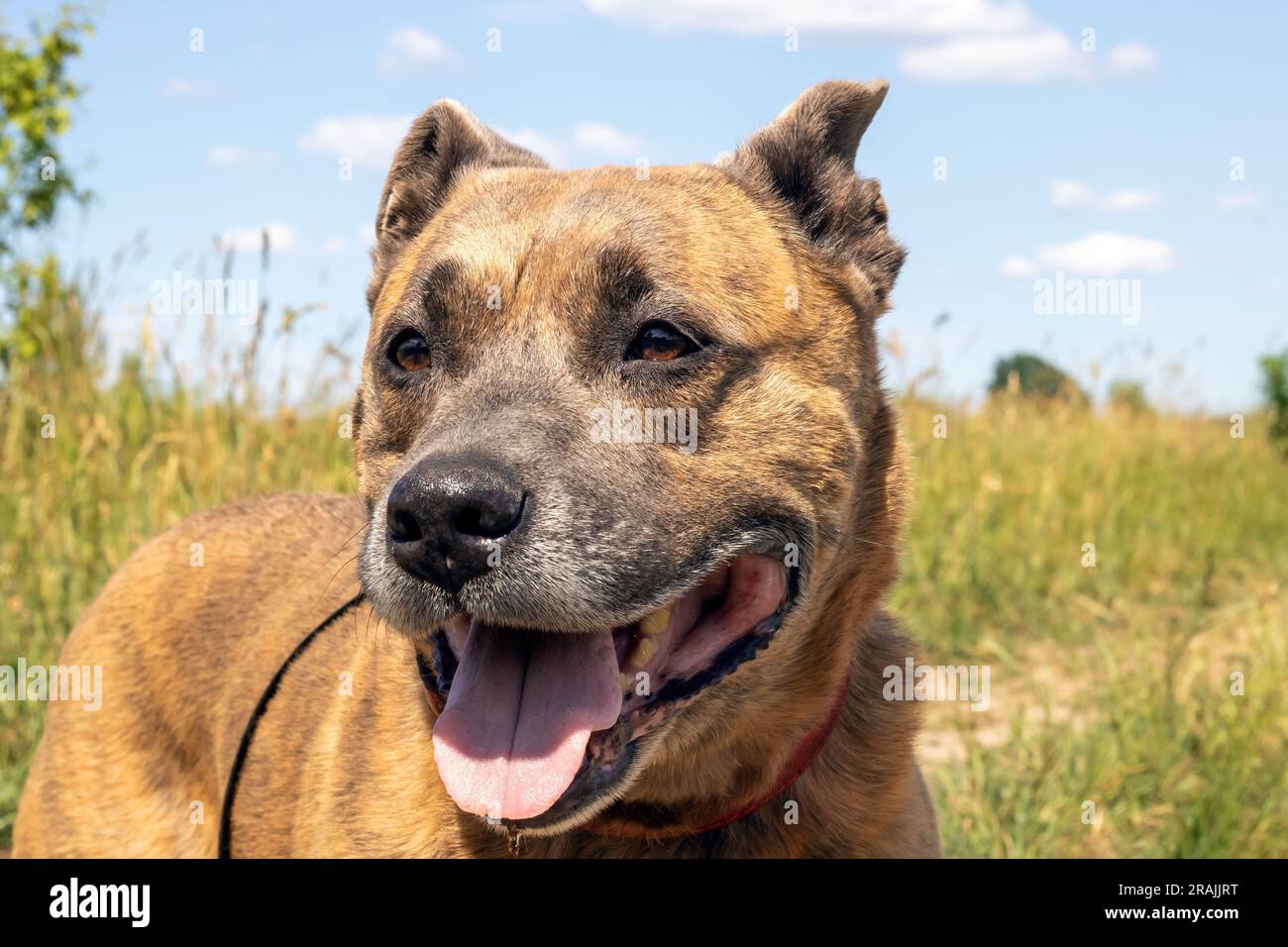 Staffordshire Terrier nel campo, ritratto ravvicinato Foto Stock
