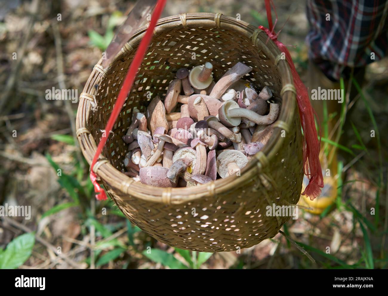 I thailandesi raccolgono funghi selvatici in una foresta, nel nord della Thailandia. Foto Stock