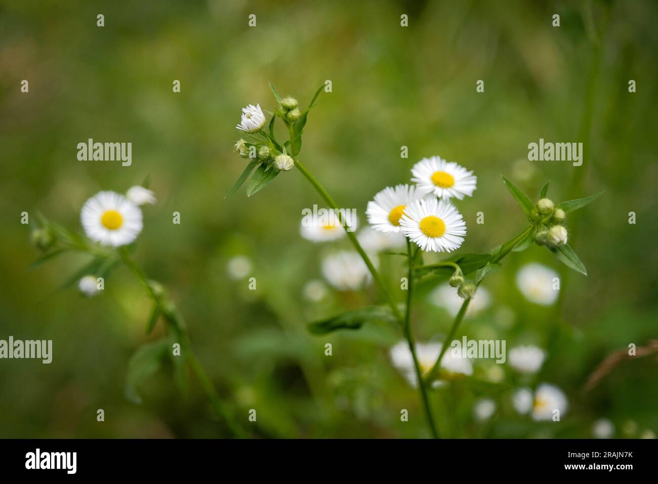 Delicati fiori selvatici in campo verde con messa a fuoco limitata Foto Stock