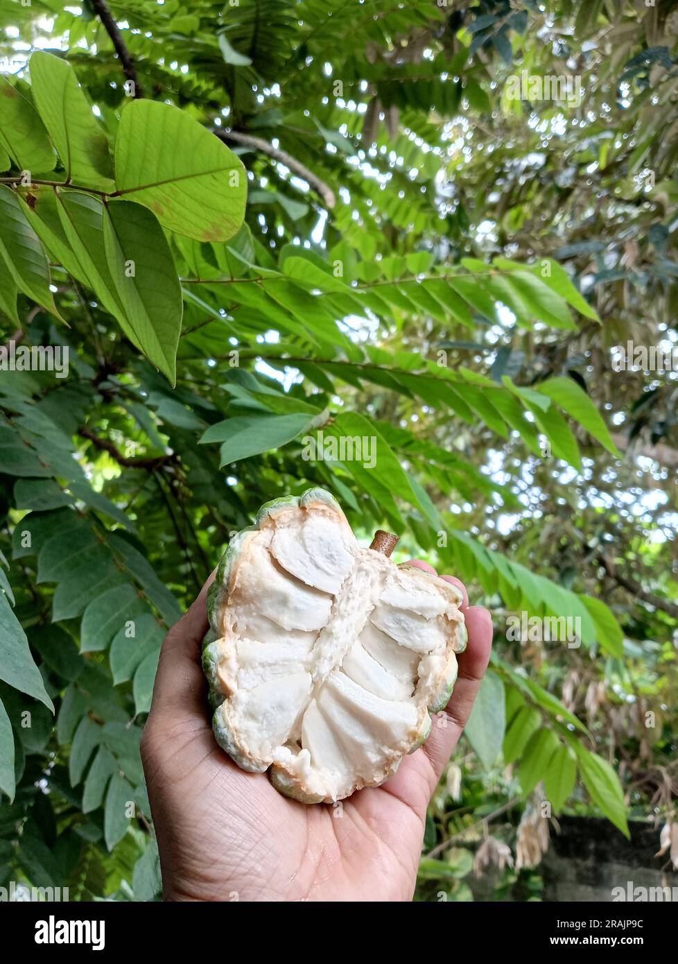 Una mano dalla pelle marrone regge un frutto maturo di srikaya (Annona squamosa) tagliato a metà su uno sfondo verde. Foto Stock