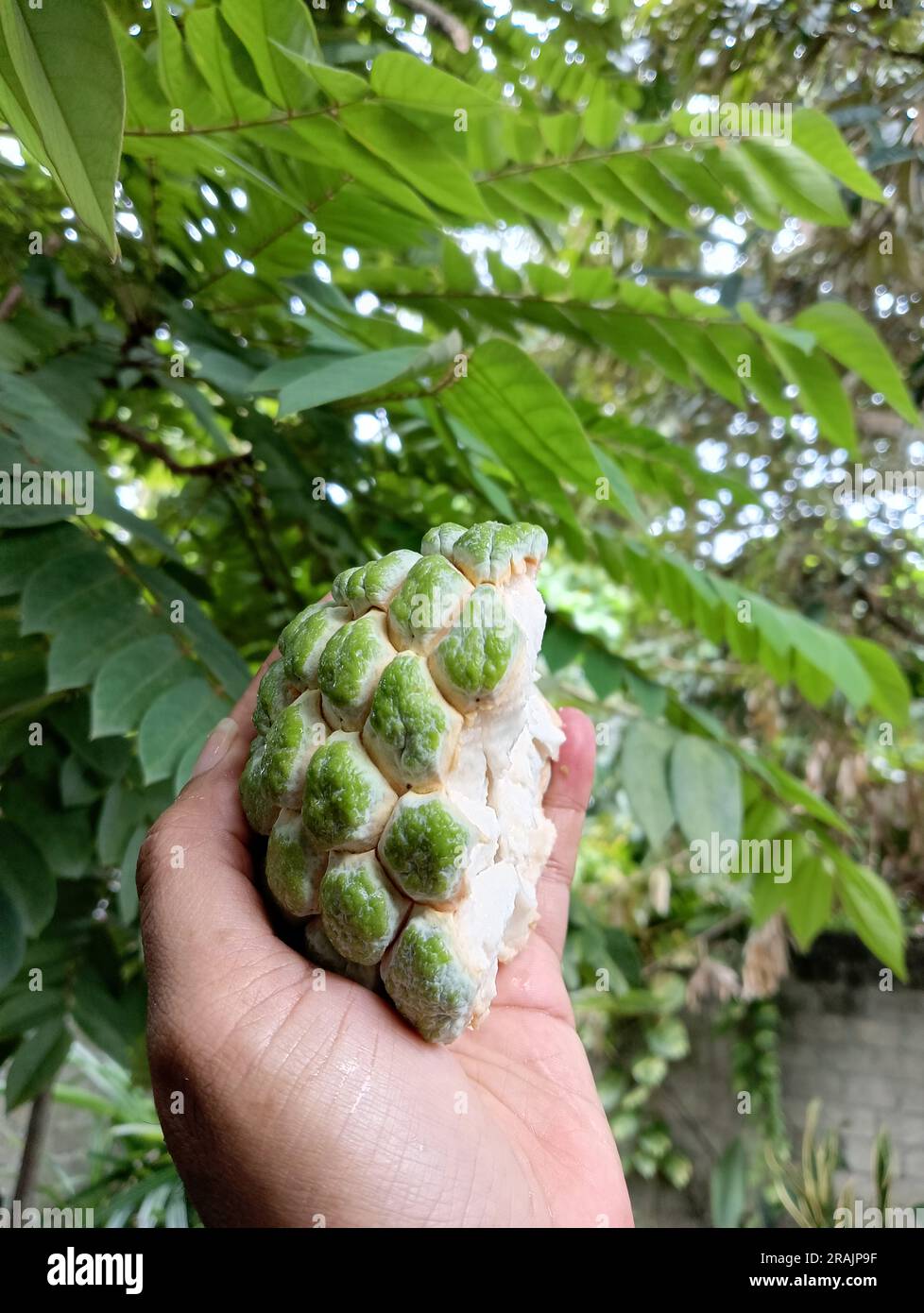 Una mano dalla pelle marrone regge un frutto maturo di srikaya (Annona squamosa) tagliato a metà su uno sfondo verde. Foto Stock