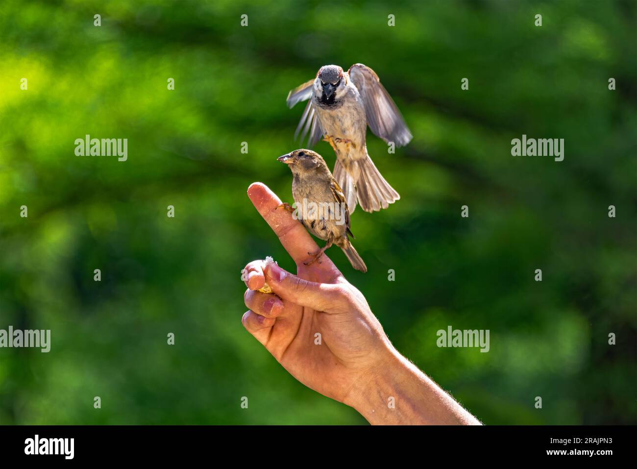 Dar da mangiare agli uccelli. I passeri scivolano e si aggrappano alle dita di un uomo per mangiare briciole di pane. Foto Stock