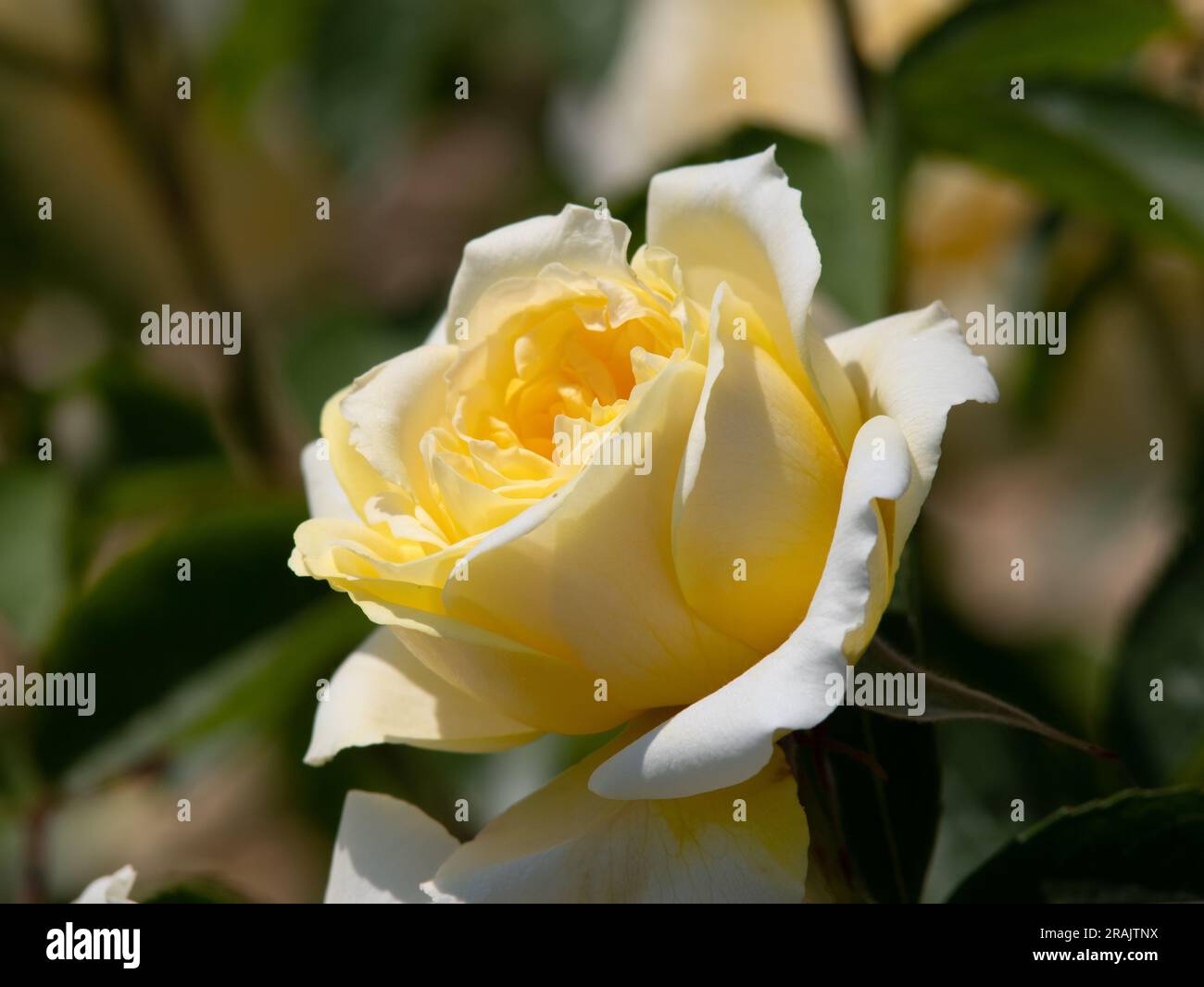 Rosa la Pellegrina Foto Stock