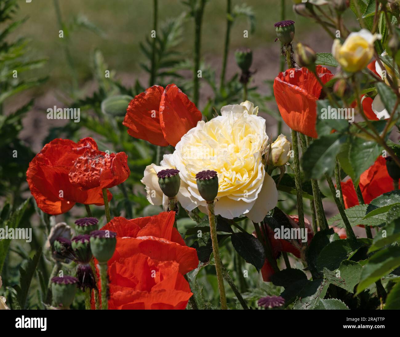 Rosa il Pellegrino mescolato con papaveri rossi Foto Stock