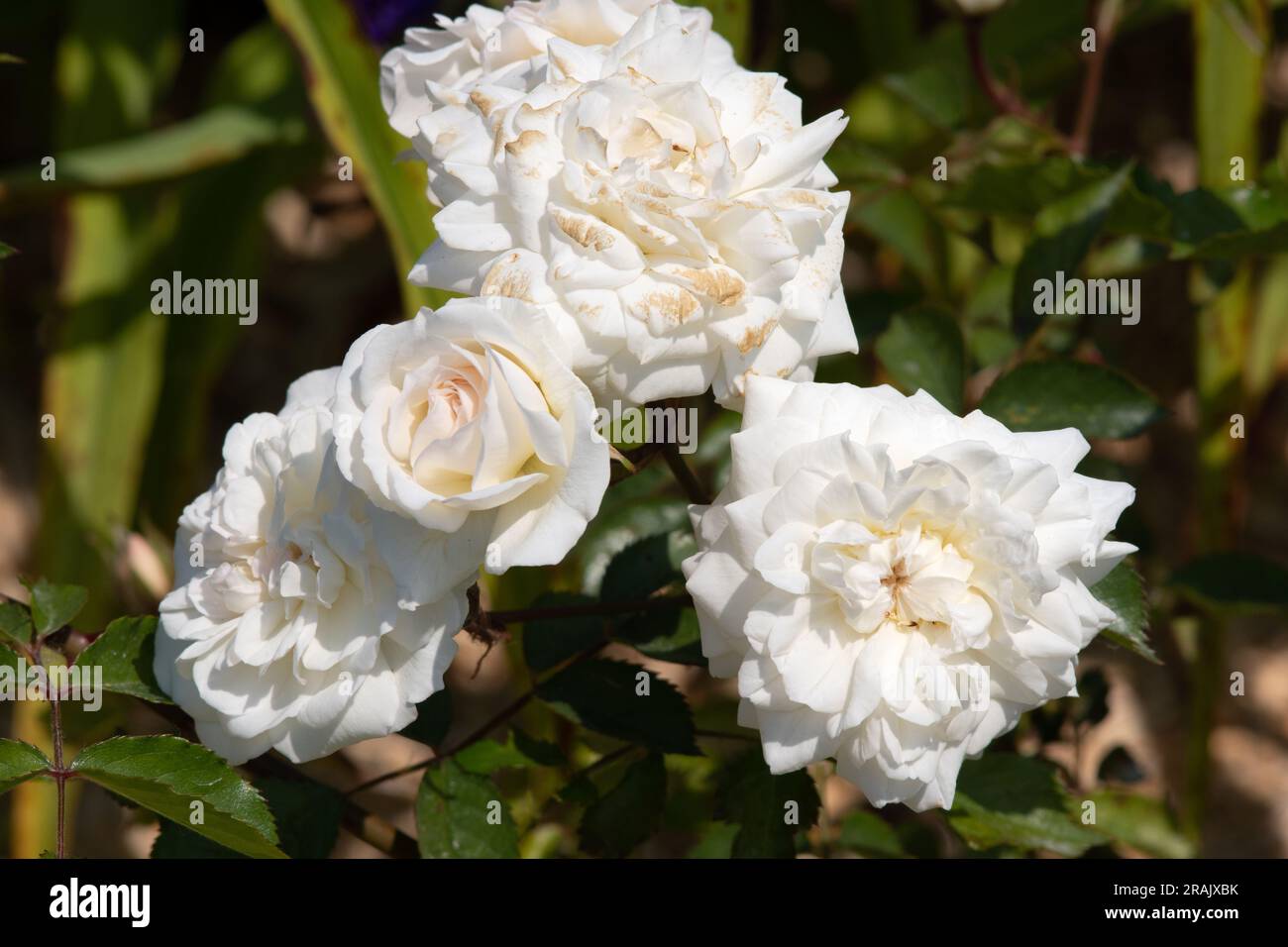 Prosperità di rosa Foto Stock