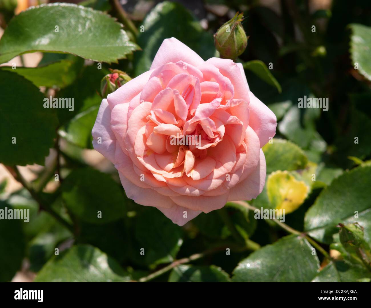 Rosa Bordure Nacree Foto Stock