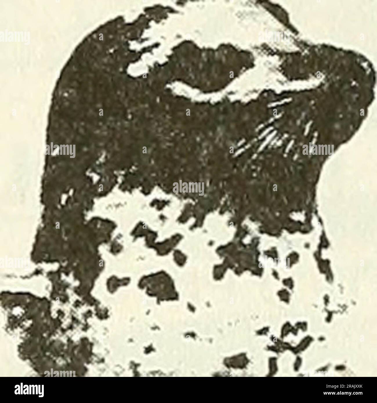 "Effetti del rumore delle operazioni in mare nel settore degli idrocarburi sui mammiferi marini: Valutazione introduttiva" (1982) Foto Stock