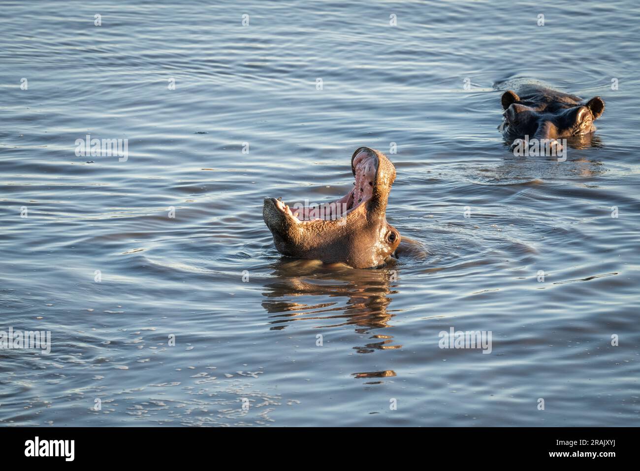 Ippopotamo, ippopotamo anfibio, bocca aperta. Hippopotamus, bocca sott'acqua aperta. Parco nazionale di Hwange, Zimbabwe, Africa Foto Stock