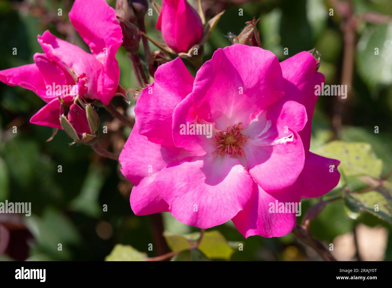 Rosa Cyclamen Foto Stock