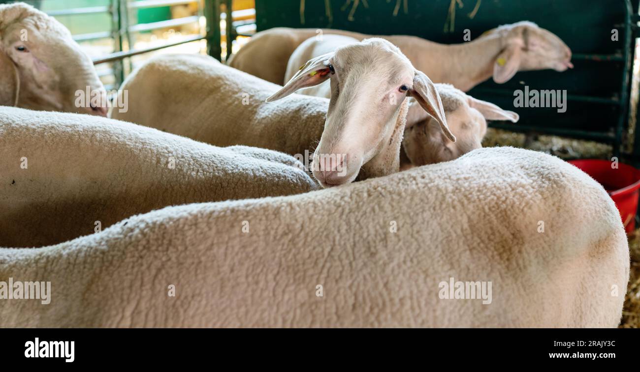 Mandria di pecore nel paddock in un allevamento di bestiame, pecore bianche che guardano la macchina fotografica. Foto Stock