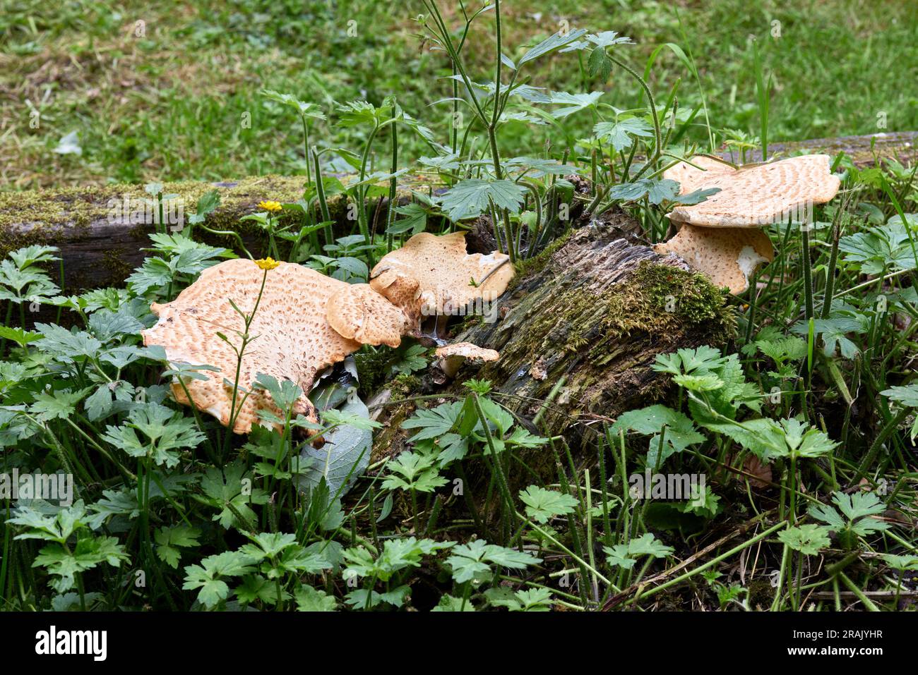 Fungo della staffa non identificato sul vecchio ceppo di Sycamore. A 900 metri nel North Yorkshire Foto Stock