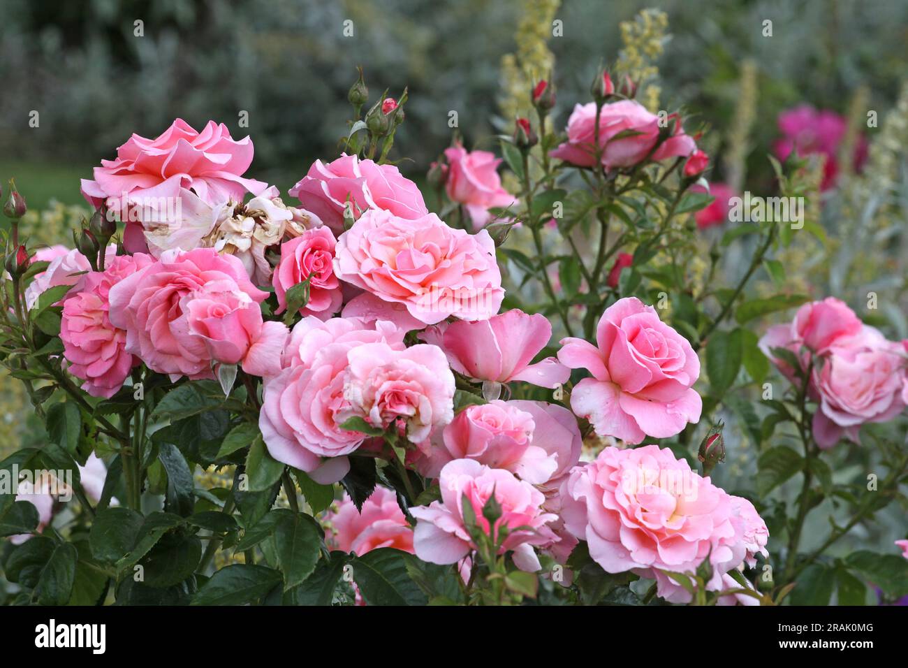 Rosa "Tickled Pink" in fiore Foto Stock