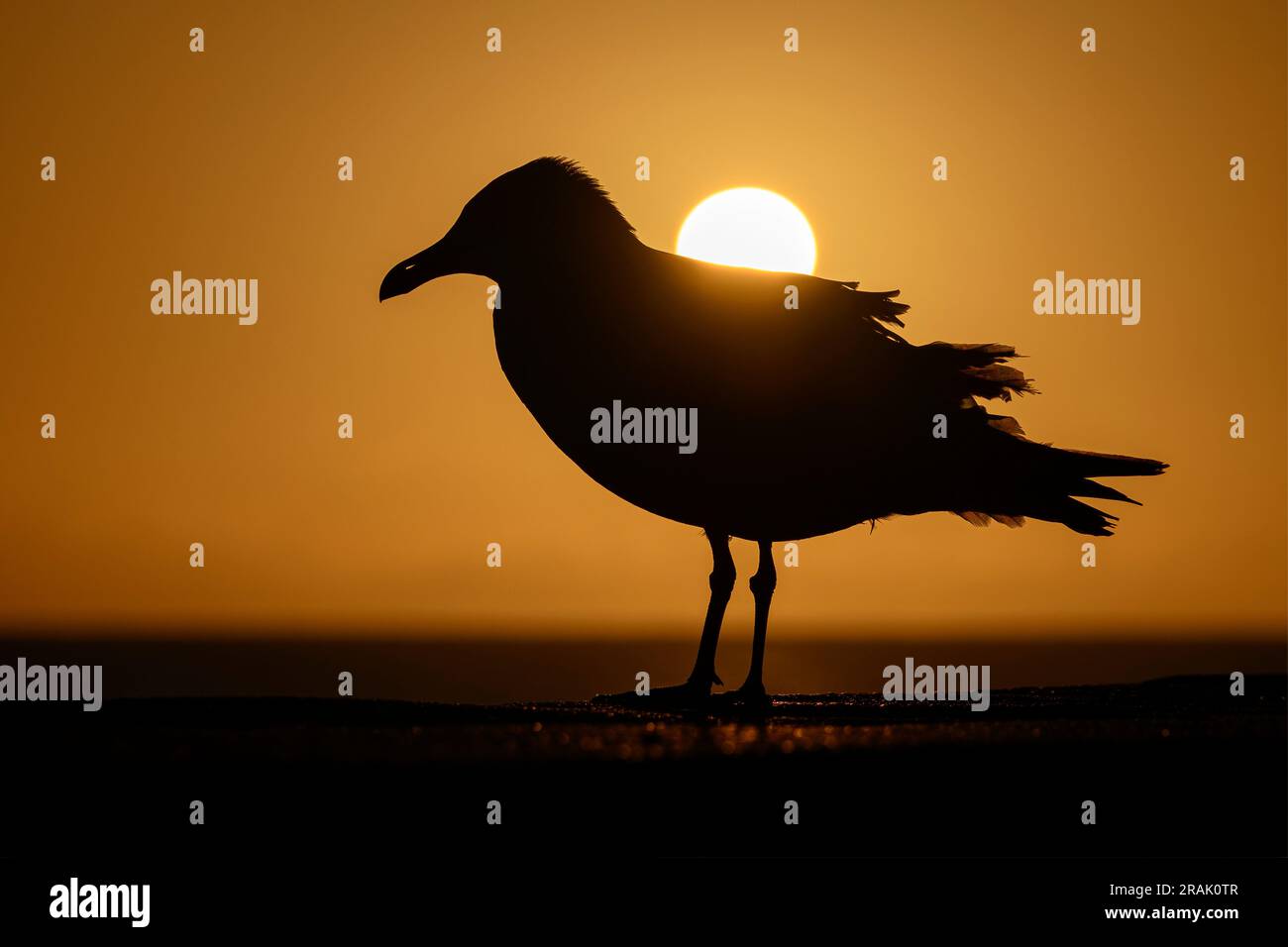 Herring Gull, Larus argentatus all'alba con il sole nascente Norfolk Foto Stock