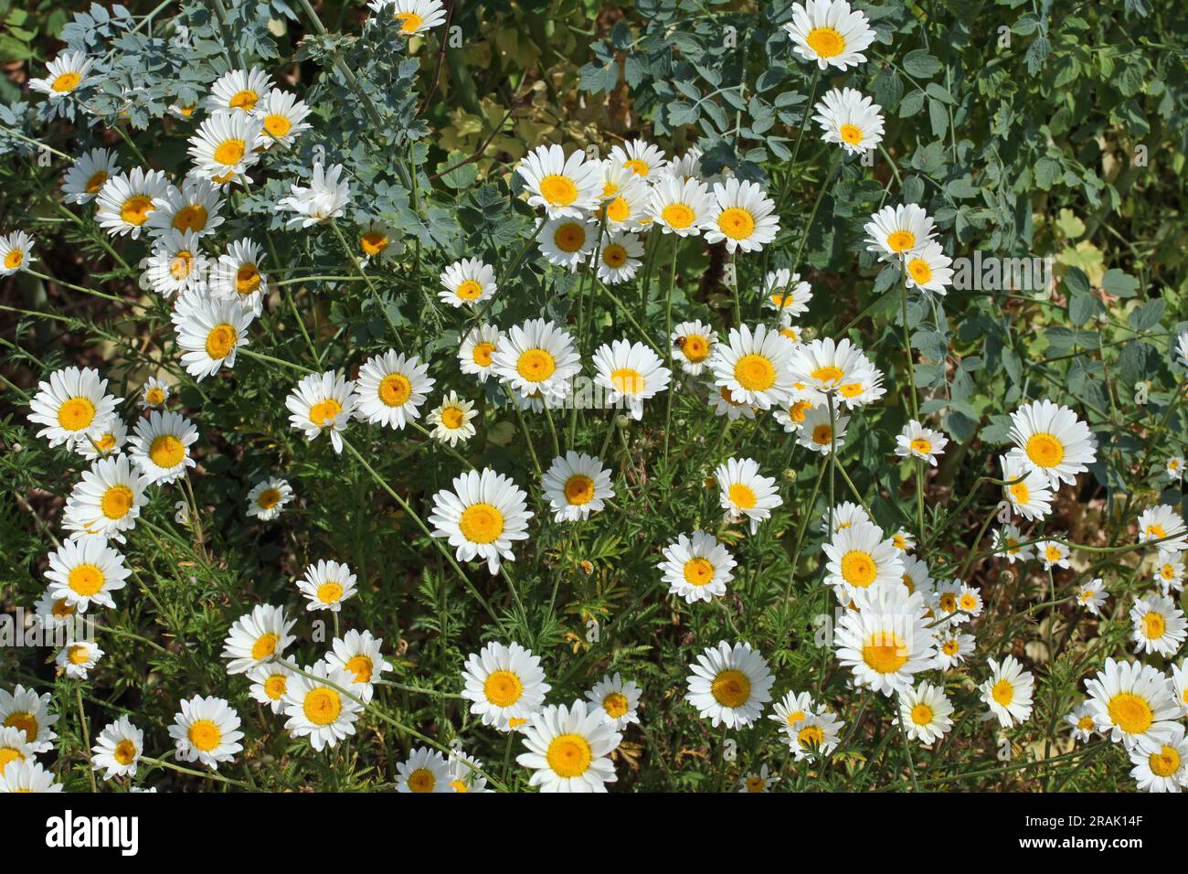DyerÕs camomilla "Sauce Hollandaise" in fiore. Foto Stock