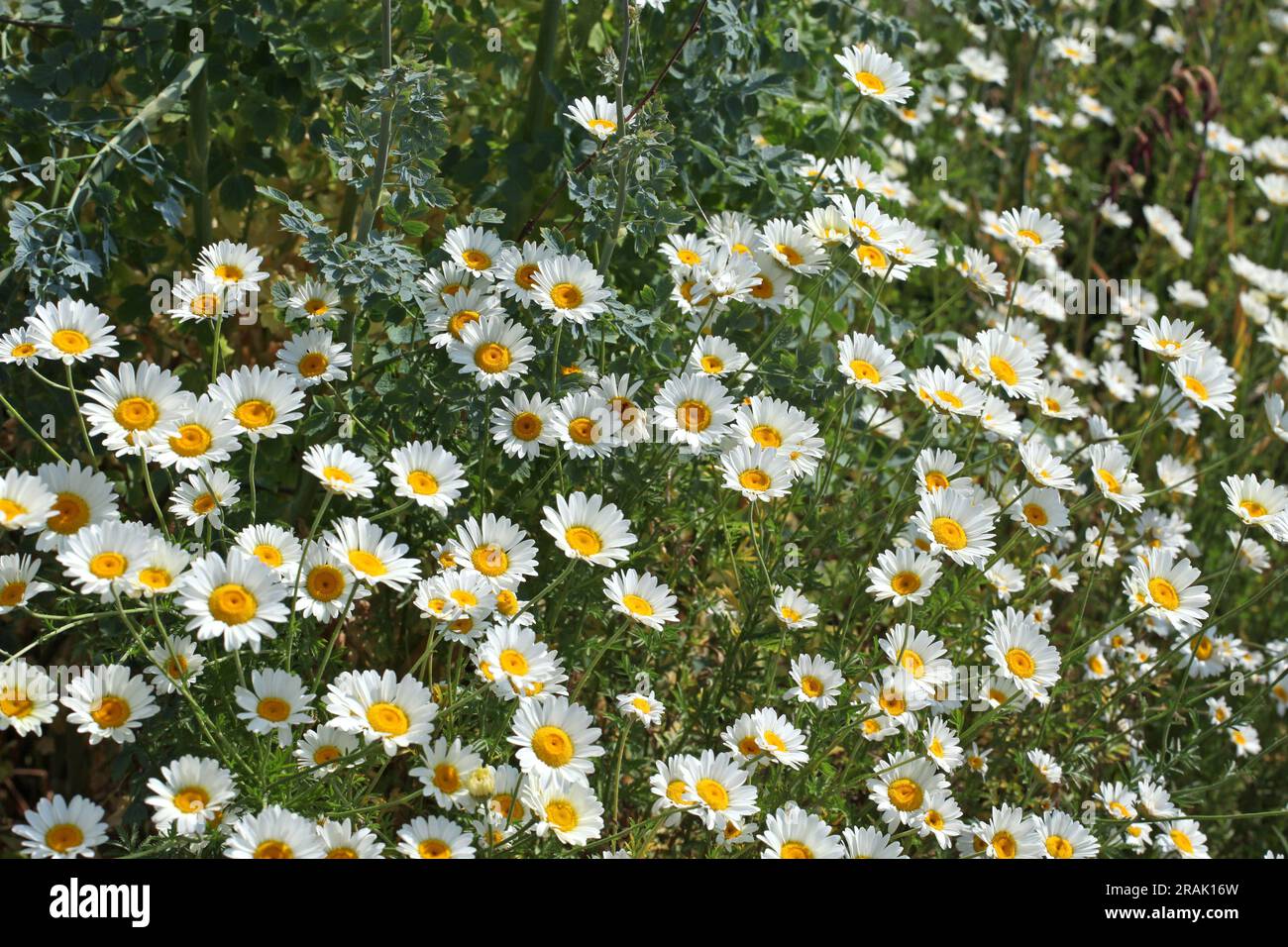 DyerÕs camomilla "Sauce Hollandaise" in fiore. Foto Stock
