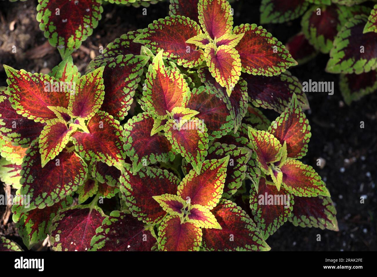 Le foglie color cremisi e lime del nano rosso Coleus Solenostemon. Foto Stock