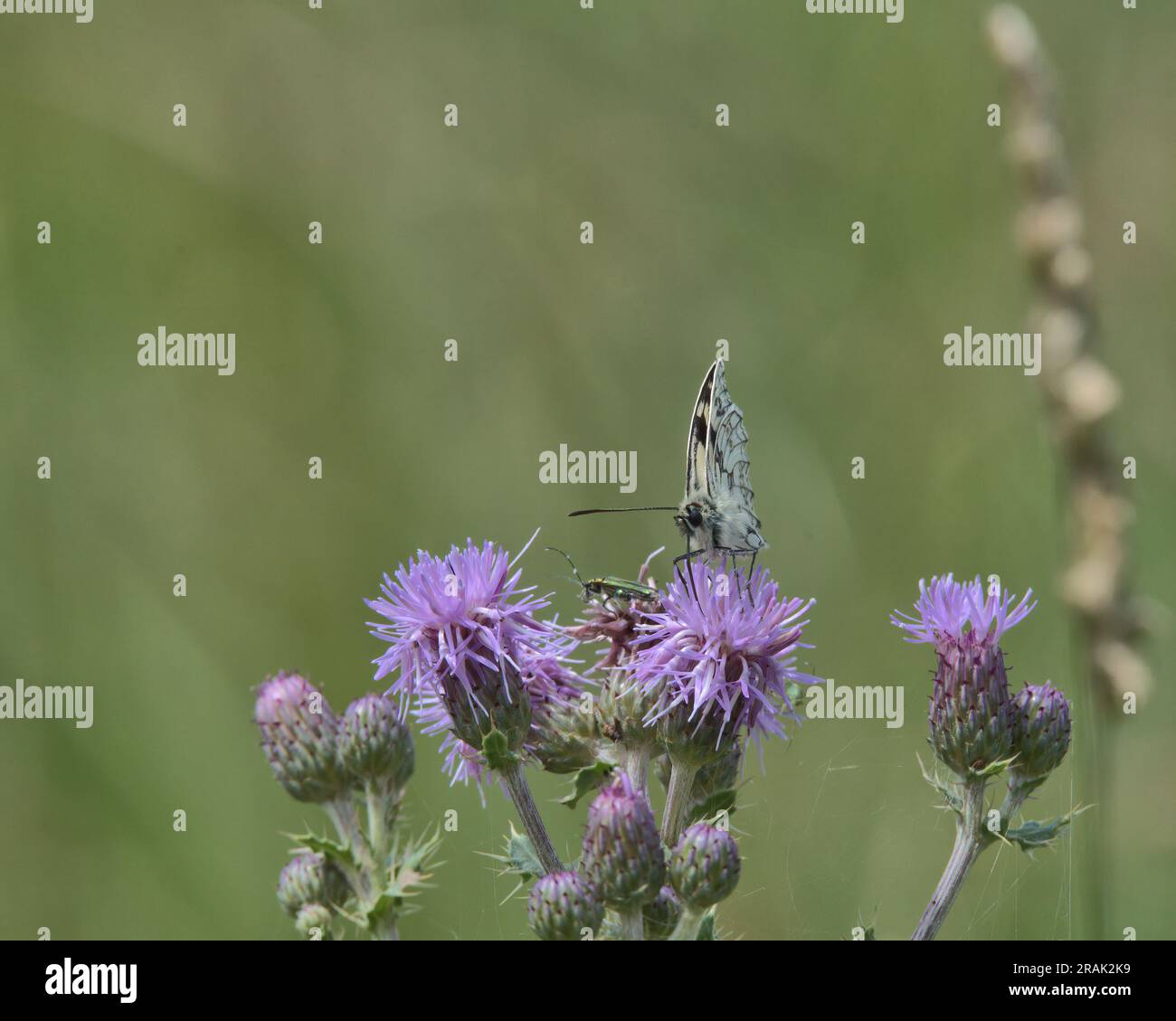 Farfalla bianca marmorizzata in cima a un fiore di cardo. Foto Stock