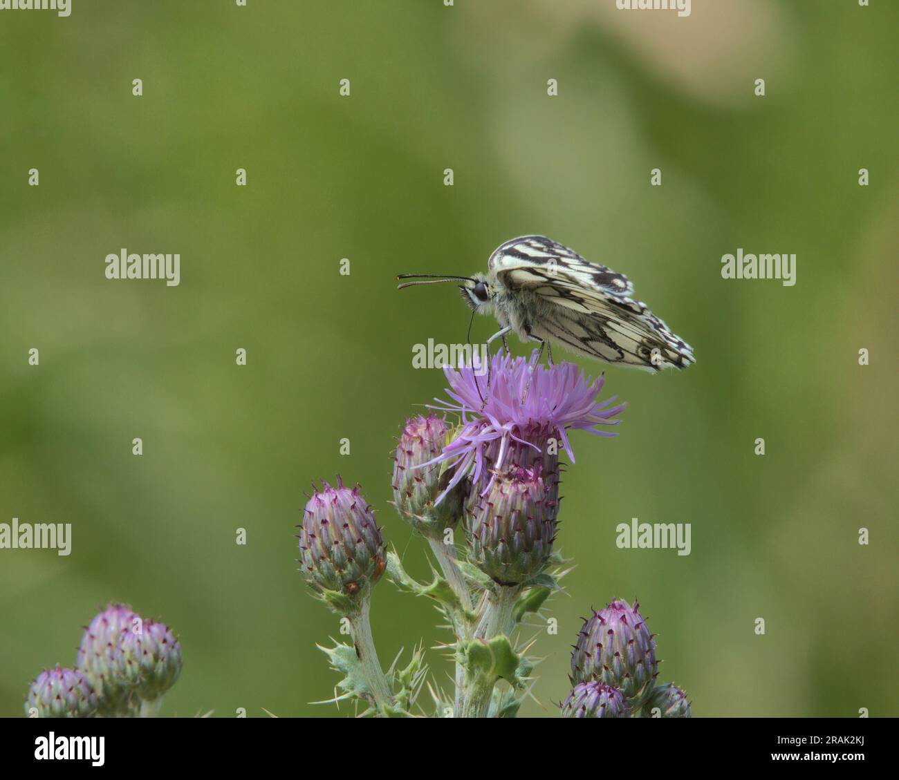 Farfalla bianca marmorizzata in cima a un fiore di cardo. Foto Stock