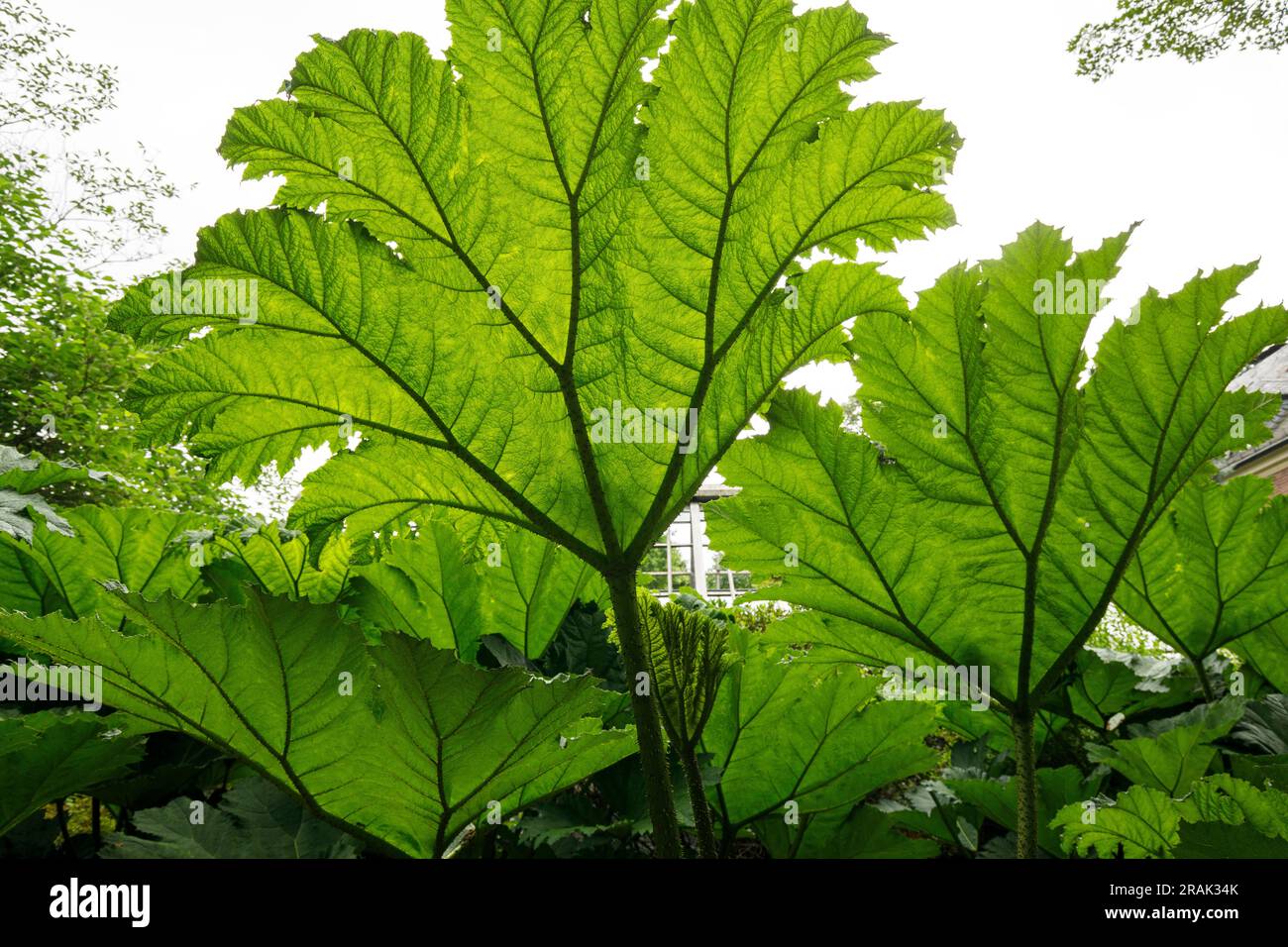 Rabarbaro gigante (Gunnera manicata) presso il Giardino Botanico dell'Università di Muenster, Muenster, Renania settentrionale-Vestfalia, Germania. Mammutblatt (Gunner Foto Stock