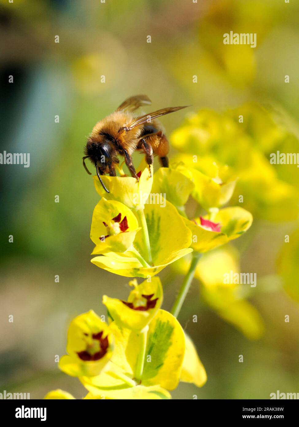 Macro di api da miele (Apis) che si nutrono di un fiore giallo di euforbia Foto Stock