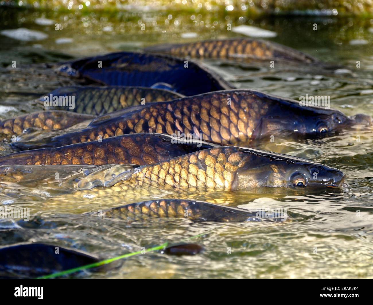 Molte carpe (Cyprinus) sulla superficie dell'acqua Foto Stock