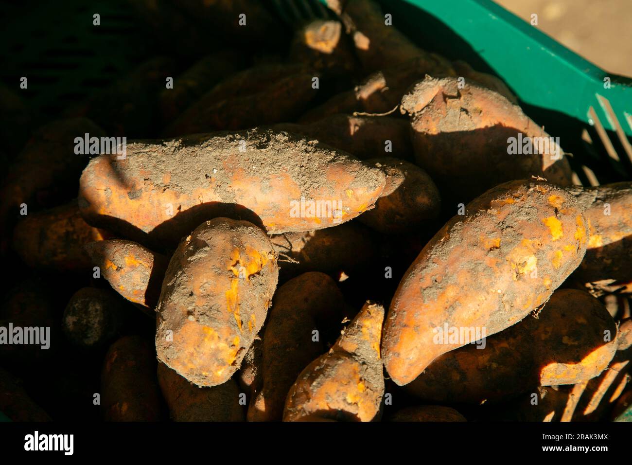 Varietà di tuberi peruviani dall'area della giungla peruviana nell'Amazzonia. Foto Stock